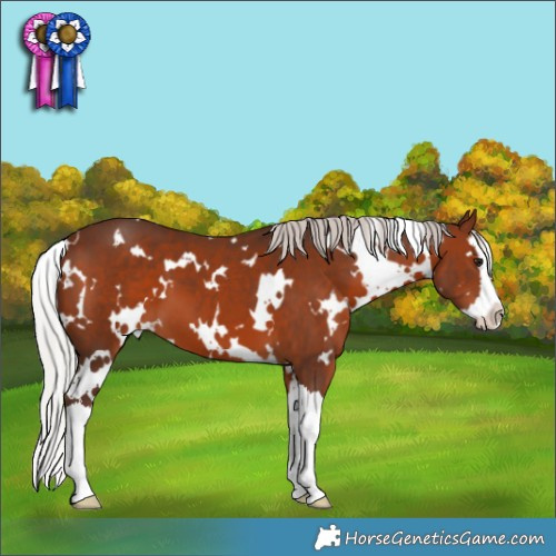 Horse Color:White Spotted Silver Brown Splash 