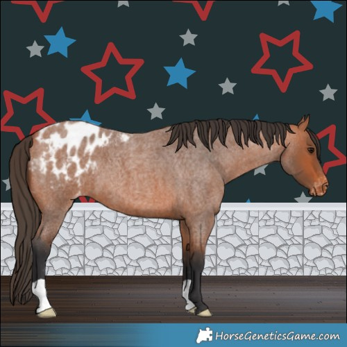 Horse Color:Bay Roan Appaloosa 