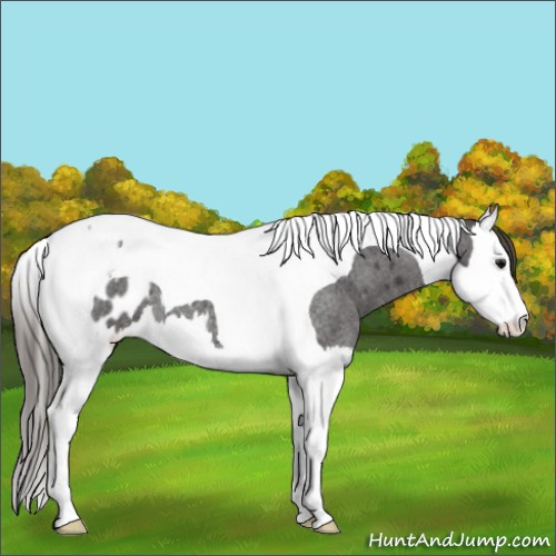 Horse Color:Smoky Blue Roan Splash Tobiano Appaloosa 