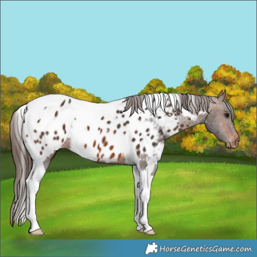 Horse Color:White Spotted Brown Tobiano Appaloosa 
