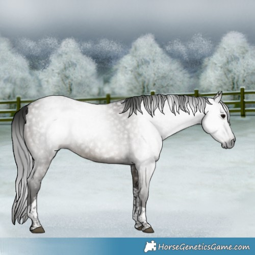 Horse Color:Gray Grullo Tobiano Rabicano 