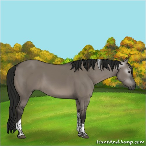 Horse Color:Gray Grullo Tobiano Rabicano 