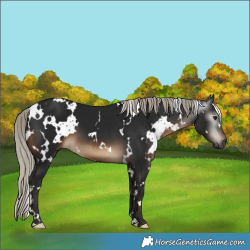 Horse Color:Gray White Spotted Silver Brown 