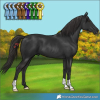 Horse Color:Liver Chestnut 