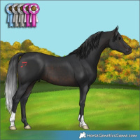 Horse Color:Brown 