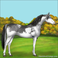 Horse Color:White Spotted Black Splash Tobiano Rabicano