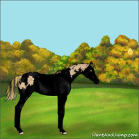 Horse Color:Void Painted White Spotted Silver Buckskin Dun Splash