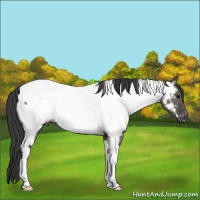 Horse Color:Grullo Tobiano Appaloosa 