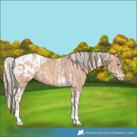 Horse Color:Amber Champagne Sabino Tobiano Blanket  and Silver Amber Champagne Sabino Tobiano Blanket 