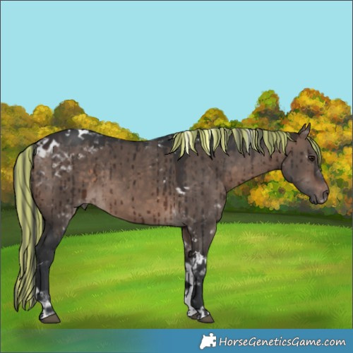 Horse Color:Painted White Spotted Brown Dun Mushroom Tobiano Brindle 