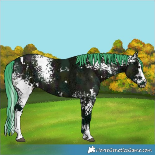 Horse Color:Watercolor White Spotted Midnight Grullo Ice Splash 