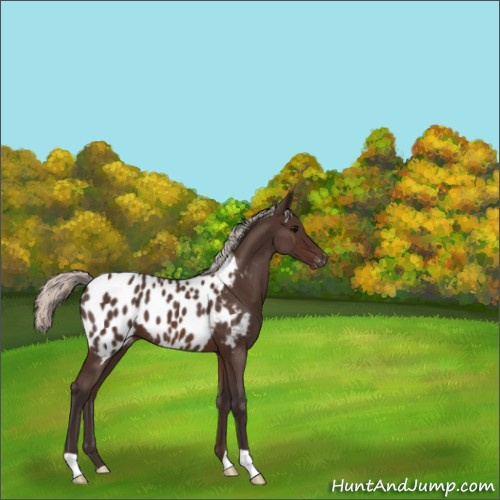 Horse Color:Silver Brown Roan Appaloosa 