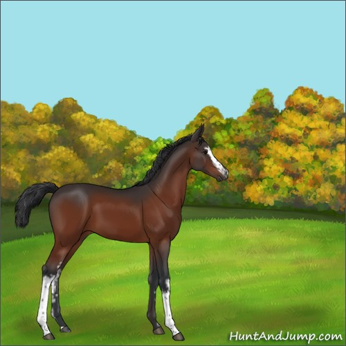 Horse Color:White Spotted Bay 
