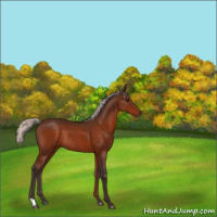 Horse Color:Silver Bay Rabicano
