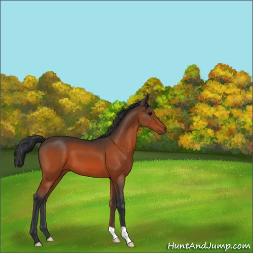 Horse Color:Bay 