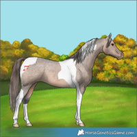 Horse Color:Brown Dun Tobiano Varnish Rabicano 
