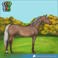 Horse Color:Silver Brown Dun Rabicano 