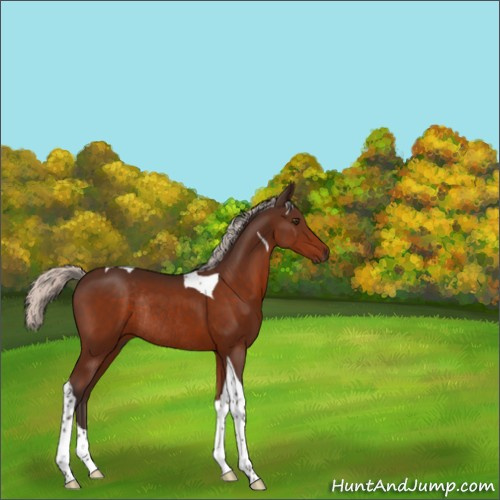 Horse Color:Silver Brown Tobiano Rabicano 