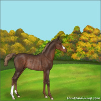 Horse Color:Liver Chestnut Rabicano 
