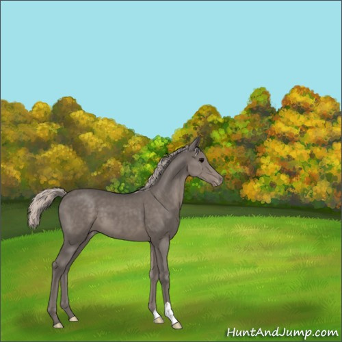 Horse Color:Silver Black Appaloosa 
