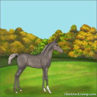 Horse Color:Silver Black Appaloosa 