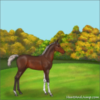 Horse Color:Silver Brown Tobiano 