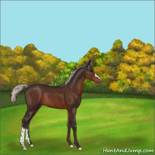 Horse Color:Silver Brown Rabicano 