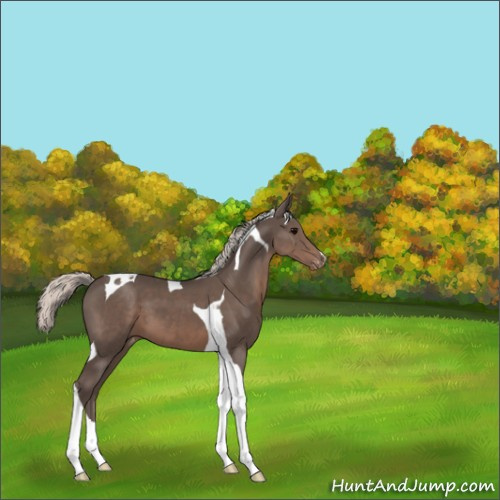Horse Color:Silver Black Tobiano Appaloosa 