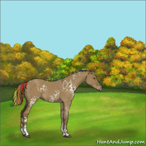 Horse Color:Painted White Spotted Chocolate Palomino Dun Tobiano Rabicano 
