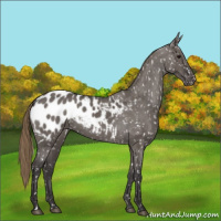 Horse Color:Smoky Grullo Appaloosa 