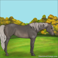 Horse Color:Silver Black 