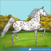 Horse Color:Silver Black Near Leopard 