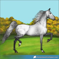 Horse Color:Gray Black Appaloosa 