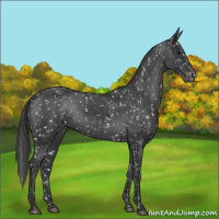 Horse Color:Black Appaloosa 