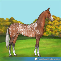 Horse Color:Bay Near Leopard  and Silver Bay Rabicano 