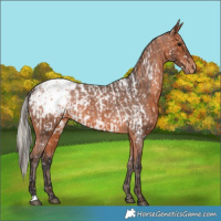 Horse Color:Silver Bay Near Leopard  and Bay Snowcap 