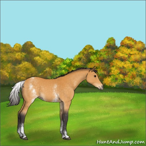 Horse Color:White Spotted Buckskin 