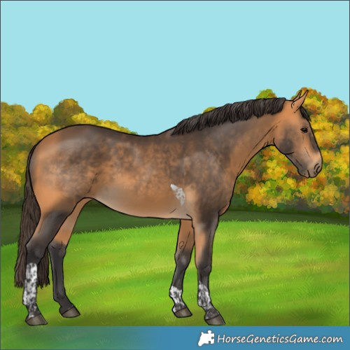 Horse Color:Buckskin Tobiano Rabicano 