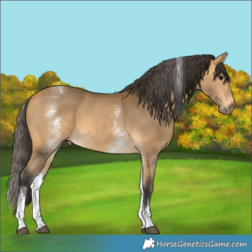 Horse Color:White Spotted Buckskin Tobiano Rabicano 