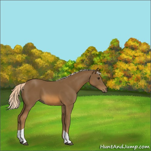 Horse Color:Chocolate Palomino Tobiano 