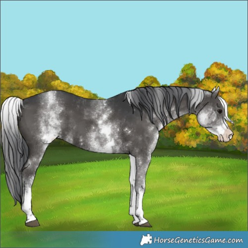 Horse Color:White Spotted Black 