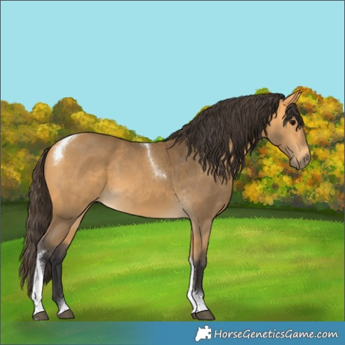 Horse Color:Buckskin Tobiano 