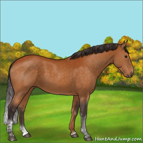Horse Color:Buckskin Tobiano 
