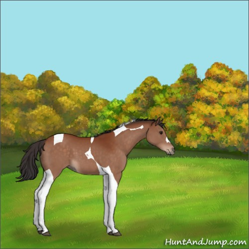 Horse Color:Brown Tobiano 