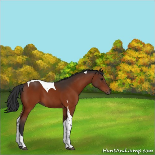 Horse Color:Bay Tobiano 