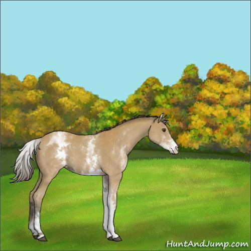 Horse Color:White Spotted Buckskin 