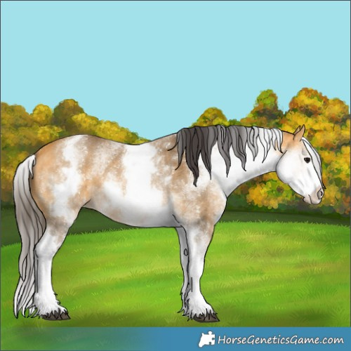 Horse Color:White Spotted Buckskin 