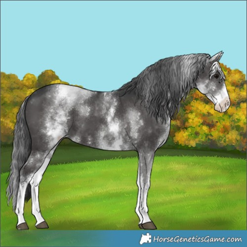 Horse Color:White Spotted Black Tobiano