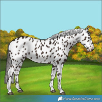 Horse Color:Liver Chestnut Tobiano Leopard 