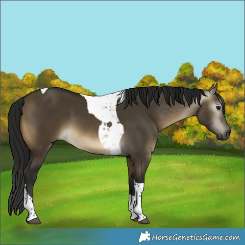 Horse Color:Gray Buckskin Dun Tobiano 